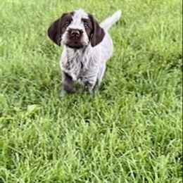 Wirehaired Pointing Griffon Puppies from Leaping Dog Griffons
