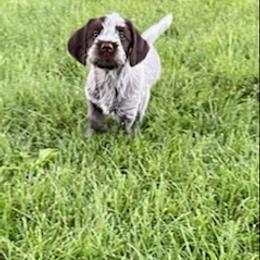 Wirehaired Pointing Griffon Puppies from Leaping Dog Griffons