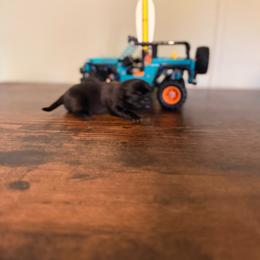 Flip flop - Black female Pug puppy in Smiths Station, Alabama from Magnolia Pugs