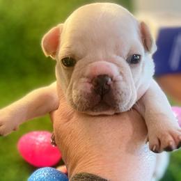 Layla - White female Bulldog puppy in Seneca, South Carolina from Burrell’s Bulldog Kingdom