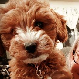 Goldendoodles from Oodles of Doodles