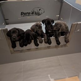 Great Dane Puppies from Gentle Giant Danes, LLC