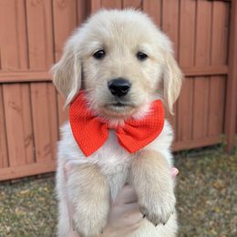 Stephen - Golden Retriever puppy from Daisy Lynn Goldens