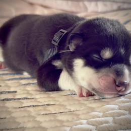 Siberian Husky Puppies from Dennis Kirkpatrick