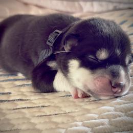 Siberian Husky Puppies from Dennis Kirkpatrick