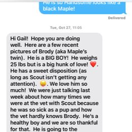 Cockapoo Puppies from Maple’s Cockapoo Puppies