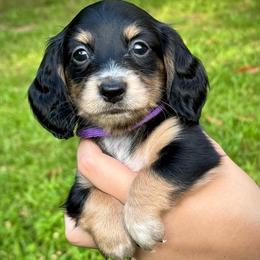 Rey - Black and cream female Dachshund puppy in El Dorado, Arkansas from LovelylilDoxies