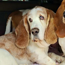 Basset Hounds from Gillespie Hounds