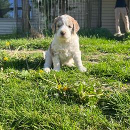 Nutmeg - Merle female Goldendoodle puppy in Johnston, Iowa from Trinity Doodles