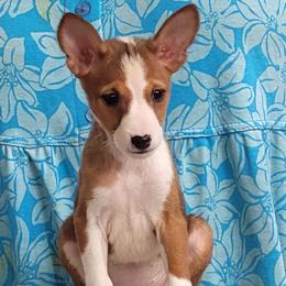 Girl 1 - Red and white female Basenji puppy in Austell, Georgia from Sherwood Basenjis