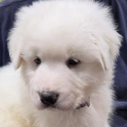 Boy 1 - White male Maremma Sheepdog puppy in Pocatello, Idaho from The Ewe Crew Homestead LLC