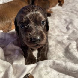 Dachshund Puppies from Doxie Gang