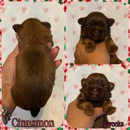 Cinnamon - Red female Shih Tzu puppy in Yelm, Washington from Lala's All Star Shih Tzu
