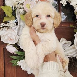 Jackson - Cream male Havapoo puppy in Dothan, Alabama from Farquharson's Poodles&Doodles