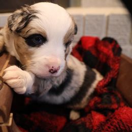 Boy 1 - Blue merle Miniature Australian Shepherd puppy in Duncan, Arizona from Kennedy Farms