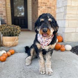 Ruby - Bernedoodle