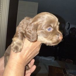 Cody Wyoming - Chocolate and tan male Dachshund puppy in Salem, Oregon from Ide's of March Dachshunds