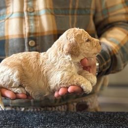 Girl 1 - Orange female Lagotto Romagnolo puppy in Sugar Valley, Georgia from Pinnacle Farm and Kennel
