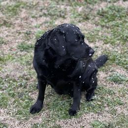 Labrador Retriever All Grown Up from Tidal Retrievers
