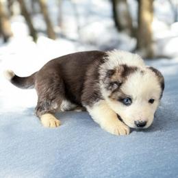 Panda Female - Panda female German Shepherd puppy in Tafton, Pennsylvania from Pocono GSD