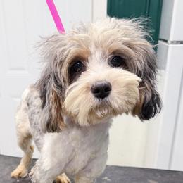 Sparkle - Merle female Cavapoo puppy in Clinton, Missouri from Sparrow Glen Doodles