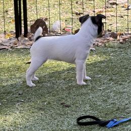 Pink girl - White black and tan female Toy Fox Terrier puppy in Fort Worth, Texas from Blue Line Kennel