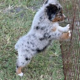 Massie - Blue merle female Toy Australian Shepherd puppy in Ambrose, Georgia from Brandilyn's Aussies