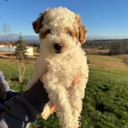 Miss Light Purple - Parti female Goldendoodle puppy in Lowville, New York from Valley View Doodles