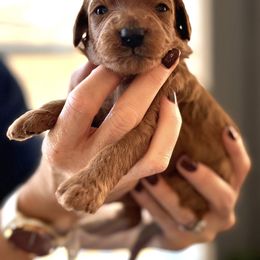 Boy 4 - male Goldendoodle puppy in from Blue Ridge Goldens