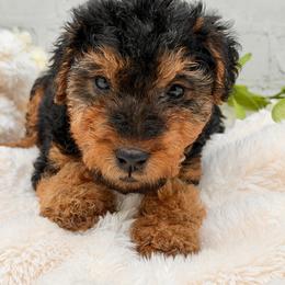 Welsh Terrier puppies from Anne's Pups
