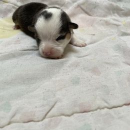 Freddy - White and black male Pembroke Welsh Corgi puppy in Clear Spring, Maryland from Rose Petal Farm