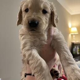 Golden Retriever Puppies from O’Shields Golden Paws