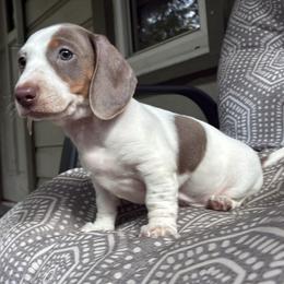 Elsie - Fawn (Isabella) female Dachshund puppy in Harrison, Arkansas from Pyatts Doxies