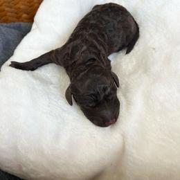 Snickers - Chocolate male Goldendoodle puppy in Taylorsville, Georgia from Sweet Southern Doodles