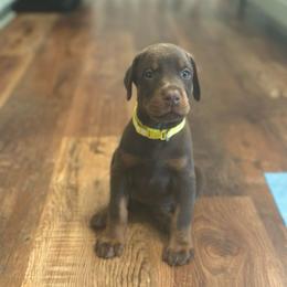 Yellow collar female - Red and rust female Doberman Pinscher puppy in Madison, Indiana from Jensen Dobermans and Dachshunds