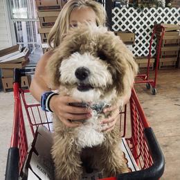 Goldendoodle Puppies from Graystone Doodles