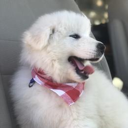 Samoyed Puppies from Morning Star Samoyeds