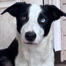 Arion - Black and white male Border Collie puppy in Boston, Massachusetts from Henam Border Collies