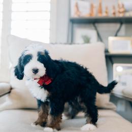 Solstice - Tri-color male Bernedoodle puppy in Murray, Utah from Sun Valley Doodles