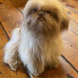 Shih Tzu Puppies from Willow’s Wonderful Shih Tzu