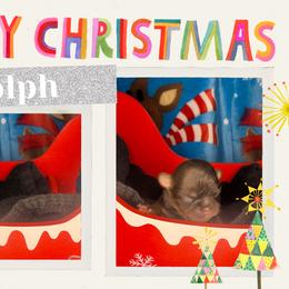 Rudolph - Chocolate and tan male Shih Tzu puppy in Connersville, Indiana from Anna’s Farmhouse Shihtzus