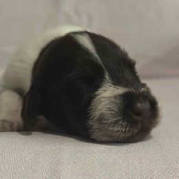 Girl 7 - Liver and white female German Wirehaired Pointer puppy in Reddick, Florida from Afterhours German Wirehaired Pointers and Basset Fauve de Bretagne