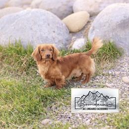 Willie - Red male Dachshund puppy in Clyde Park, Montana from Boondachs FKA Koch’s Mini Dachshunds