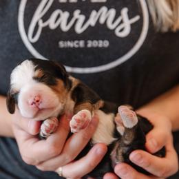 Bernedoodle and Bernese Mountain Dog Puppies from A + E Farms