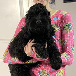 Cockapoo and Goldendoodle Puppies from Capital Doodles