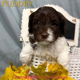 Puddin' - Chocolate female Labradoodle puppy in Bowman, Georgia from Companion Creek Farm