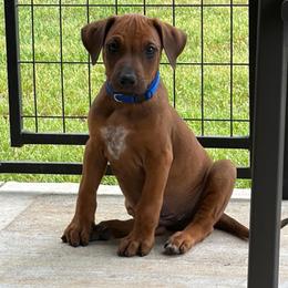 Benson - Rd whtn blk nose male Rhodesian Ridgeback puppy in Montgomery, Texas from Timber Ridge Kennels