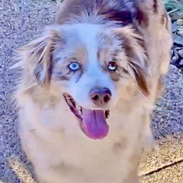 Miley - Miniature Australian Shepherd
