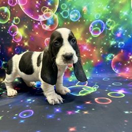 Artemis - Black and white female Basset Hound puppy in Winston Salem, North Carolina from LaythStone