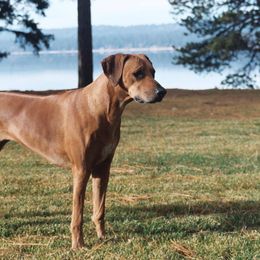 Rhodesian Ridgebacks from Skydance Rhodesian Ridgebacks